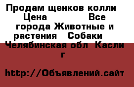 Продам щенков колли › Цена ­ 15 000 - Все города Животные и растения » Собаки   . Челябинская обл.,Касли г.